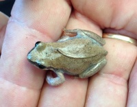 Frog Rescue